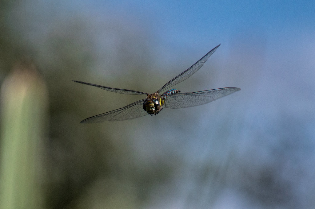 Dragon Flies have fun with&nbsp;food