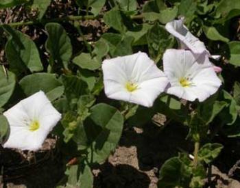 The Bindweed